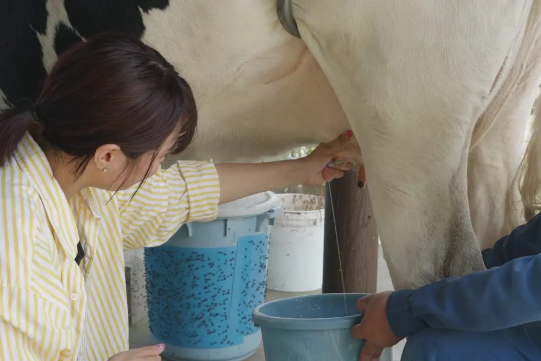 何度でも行きたい！五感で楽しむ福岡体験ガイド  牛の乳しぼり