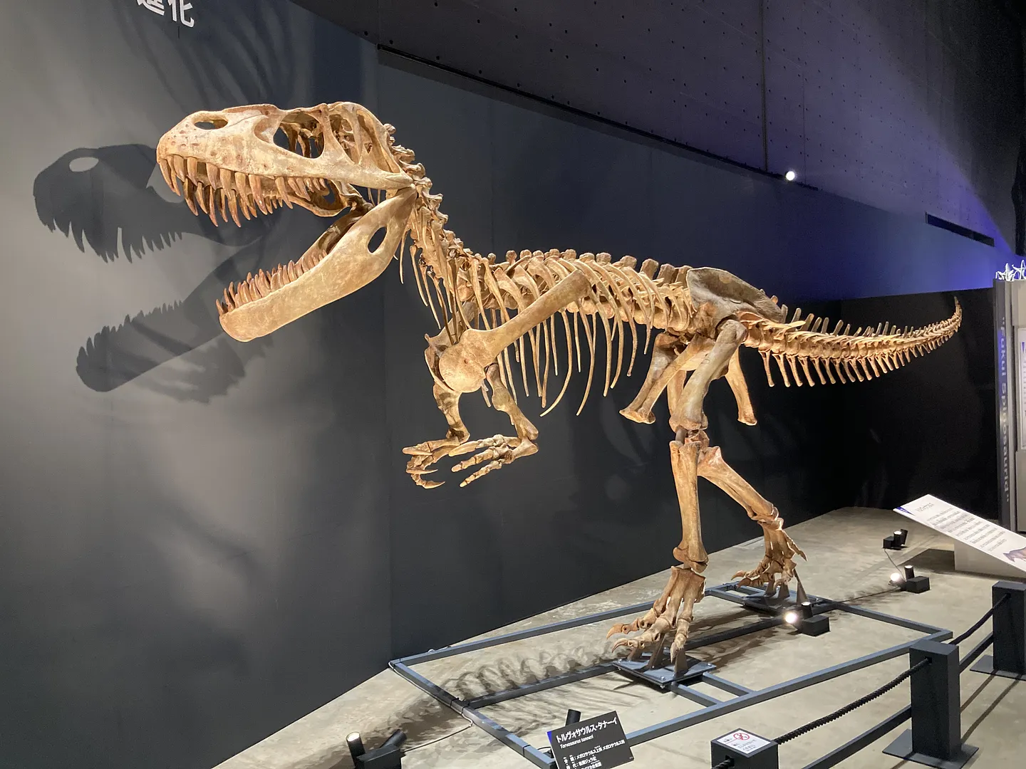 トルヴォサウルス　※特別展「獣脚類2025」（福井県立恐竜博物館）の様子