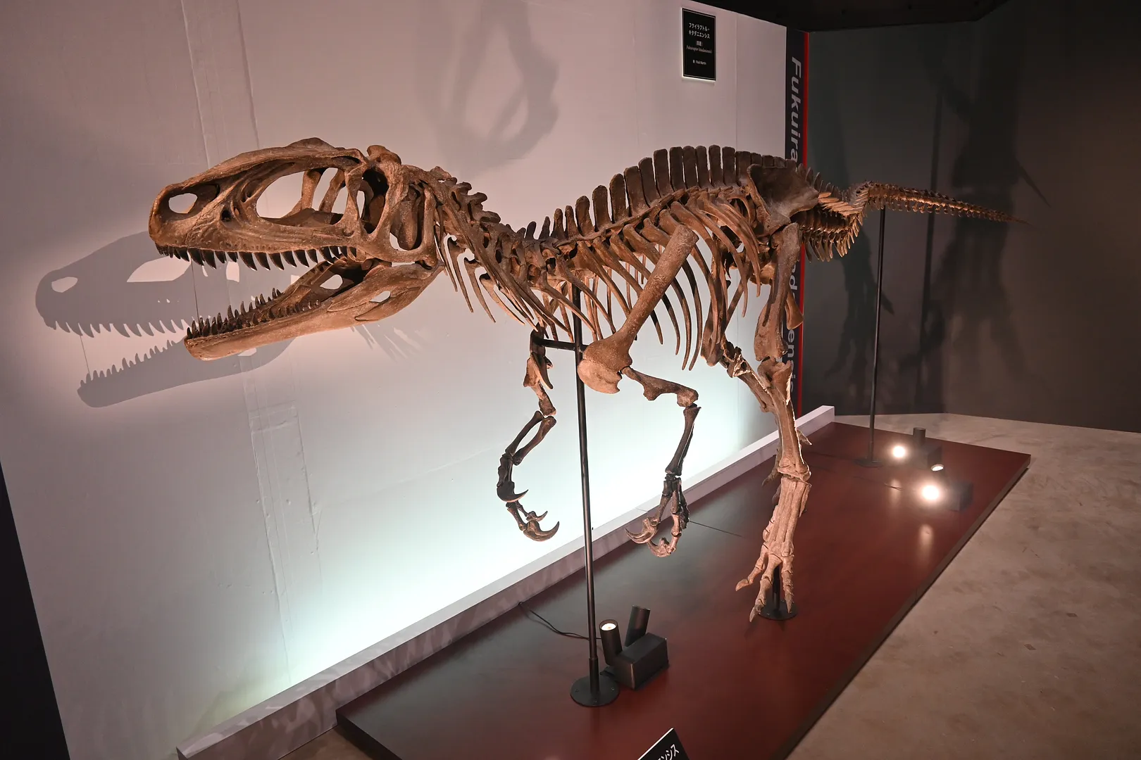 フクイラプトル　※特別展「獣脚類2025」（福井県立恐竜博物館）の様子