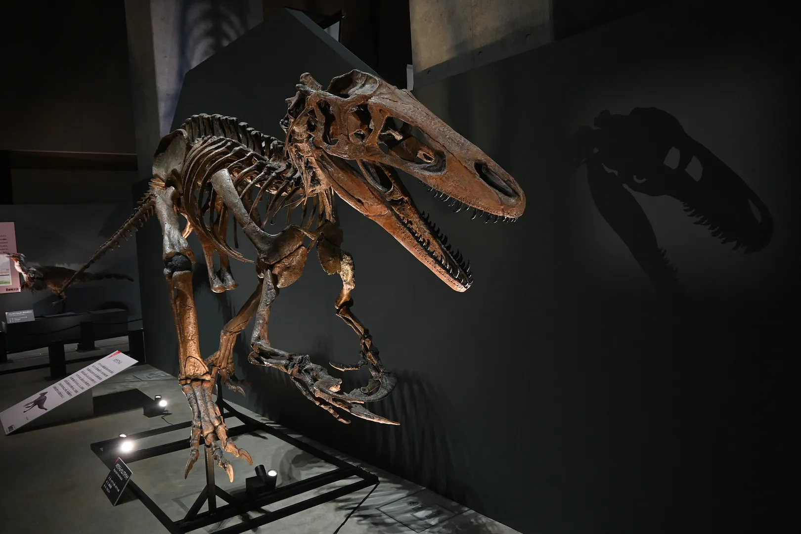 メガラプトル　※特別展「獣脚類2025」（福井県立恐竜博物館）の様子