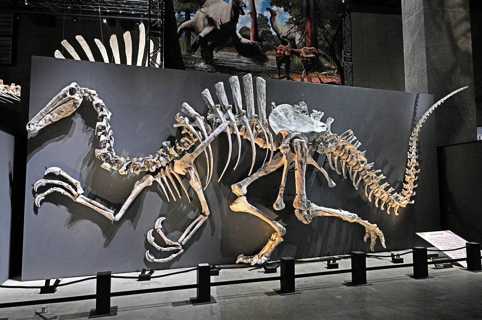 デイノケイルス　※特別展「獣脚類2025」（福井県立恐竜博物館）の様子