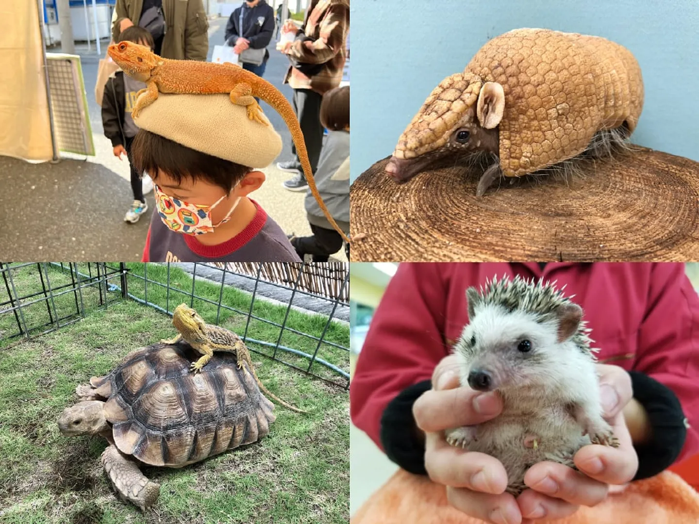 どうぶつふれあい展示コーナー.jpg