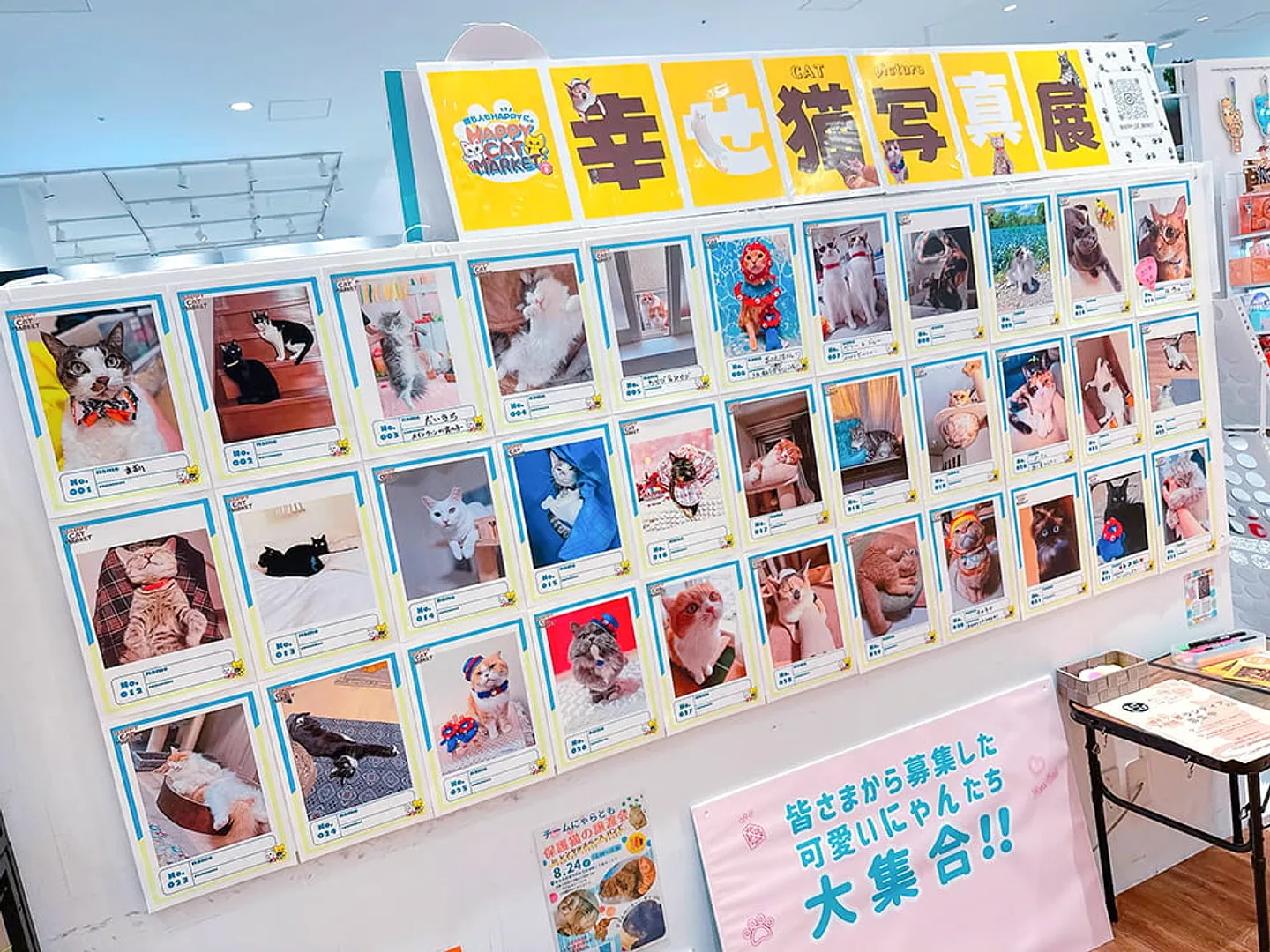 幸せ猫写真館.jpg