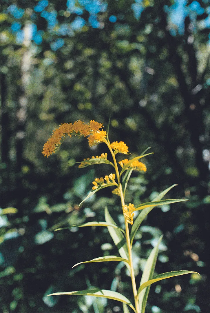 『黄色い野生の花』