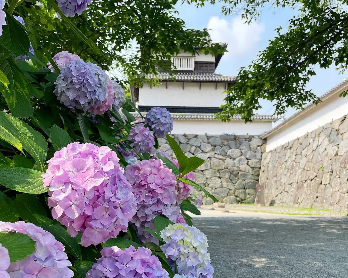 福岡城　あじさい1