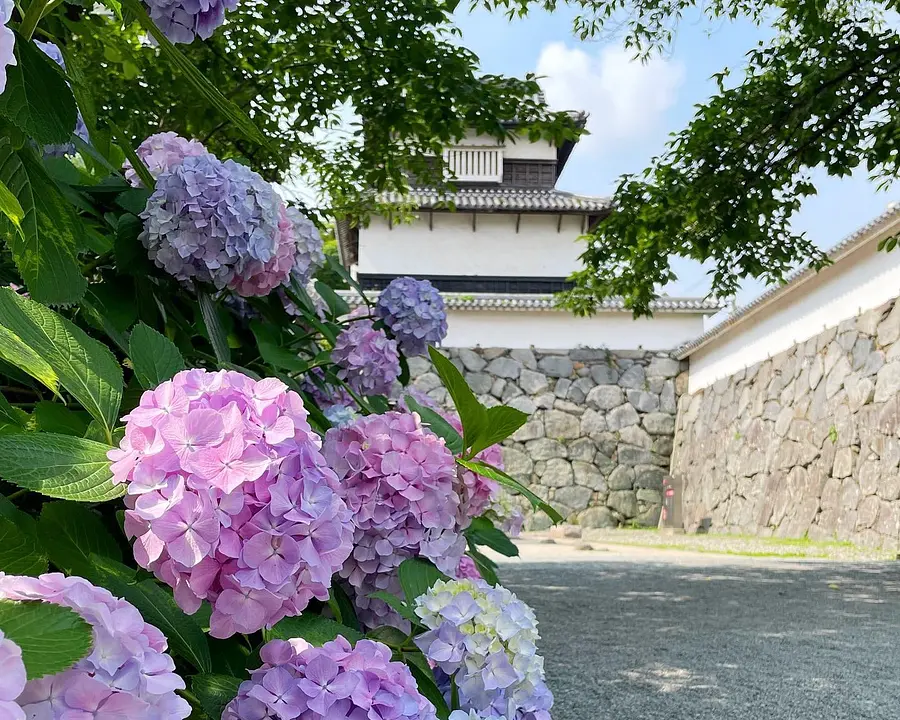 福岡城　あじさい1