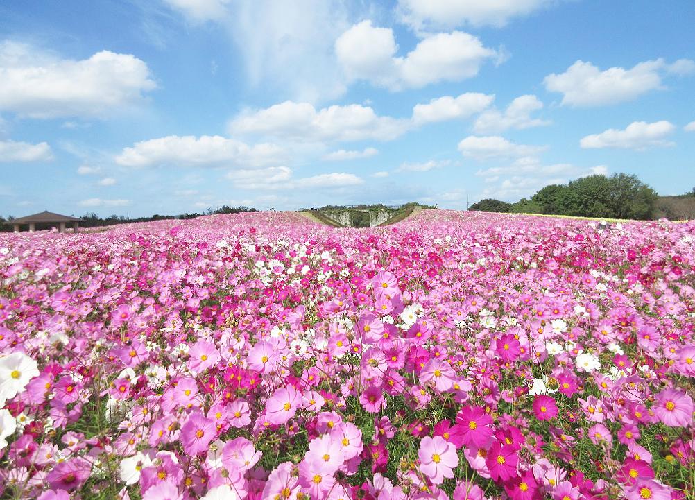 海の中道海浜公園＿花の丘コスモス1
