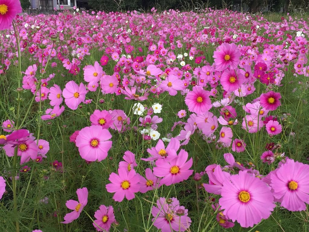 観世音寺（コスモス）