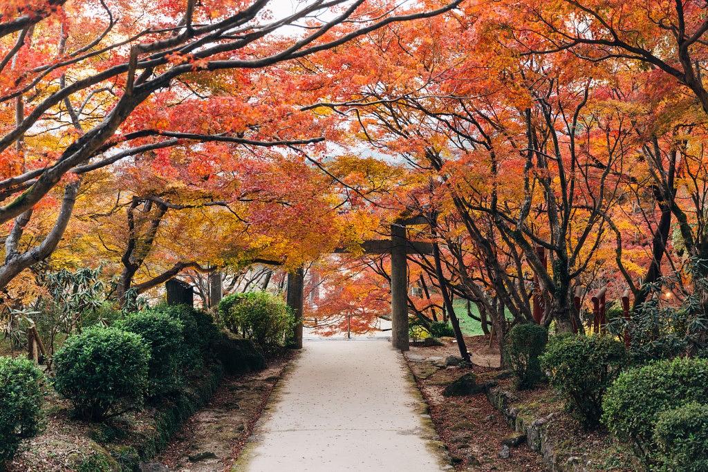 竈門神社（紅葉1）