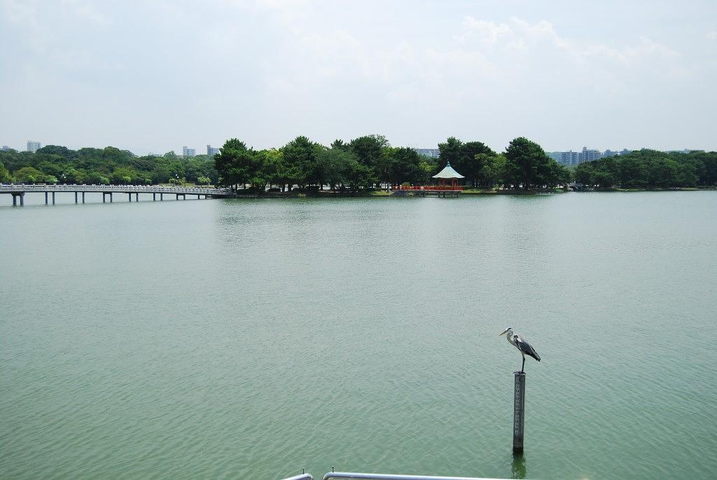 大濠公園_アオサギ