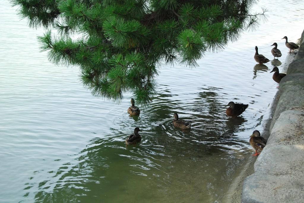 大濠公園_カモ