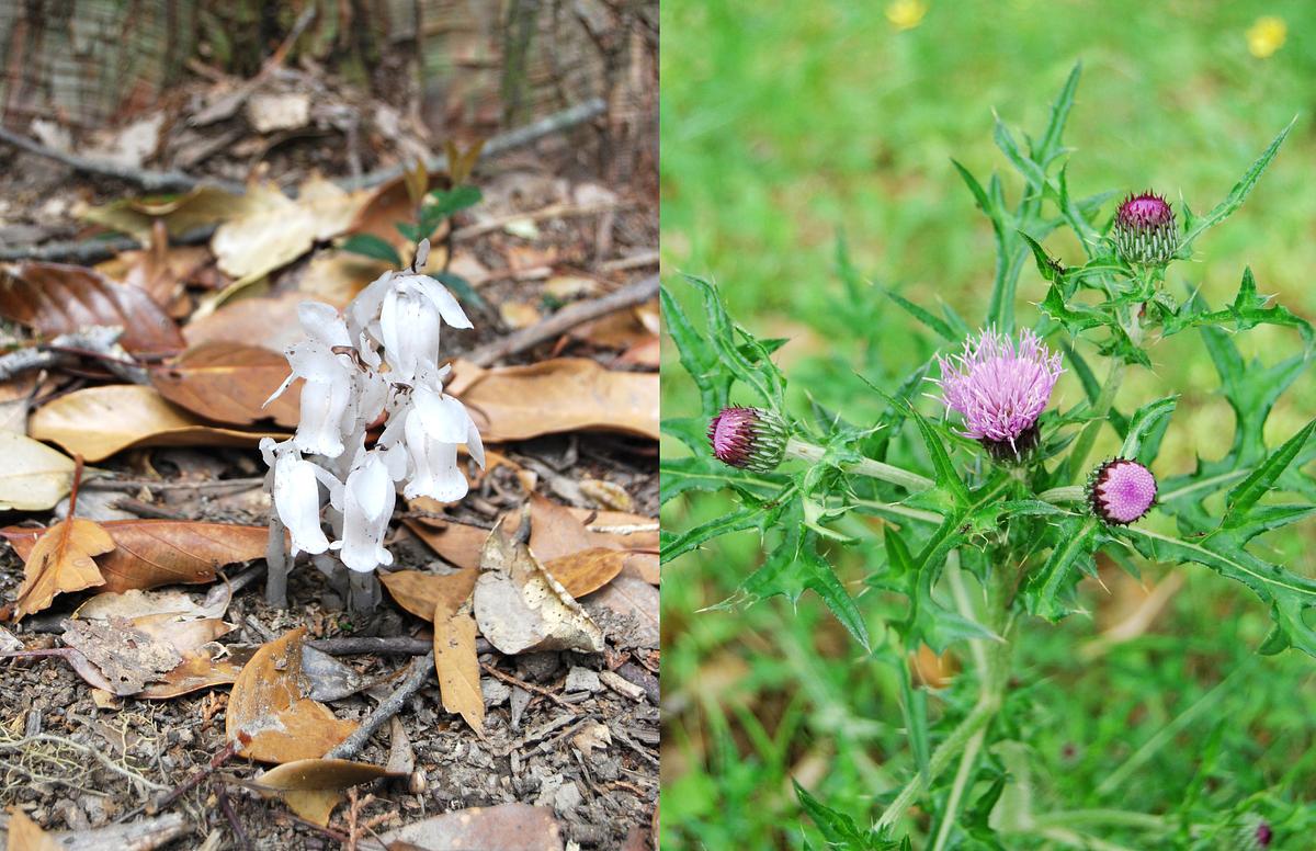 油山市民の森_野の花