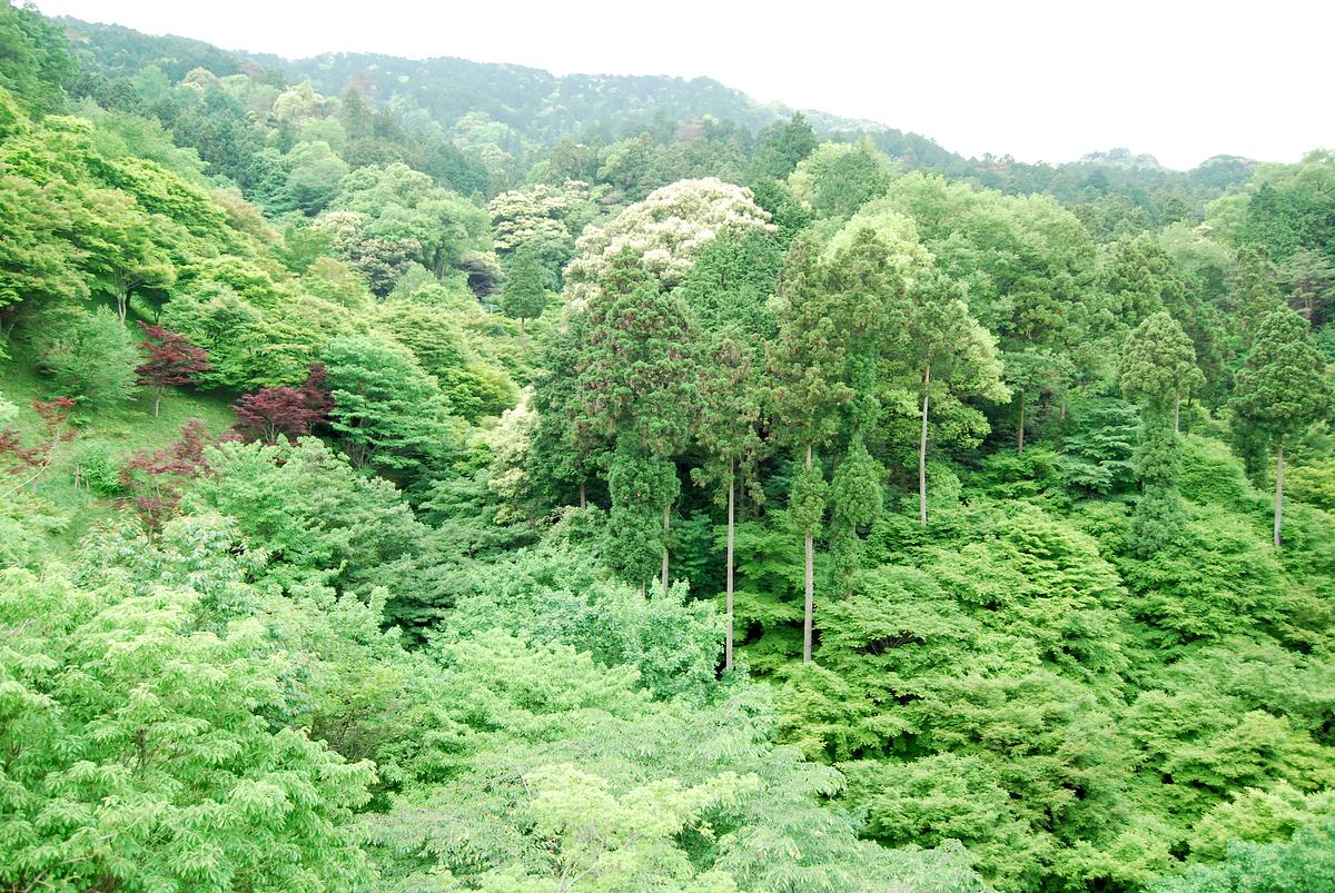 油山市民の森_つり橋からの眺望