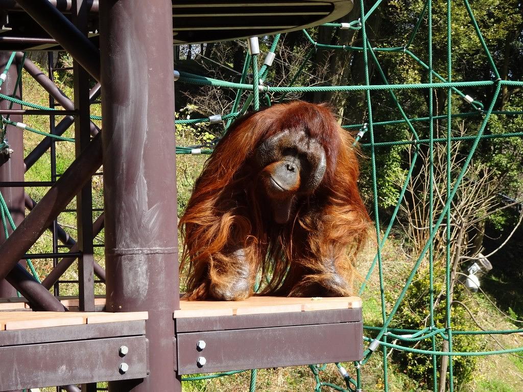 オランウータン
