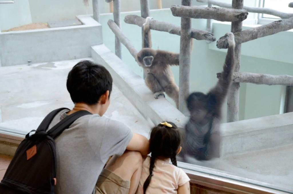 福岡市動物園_シロテナガザル