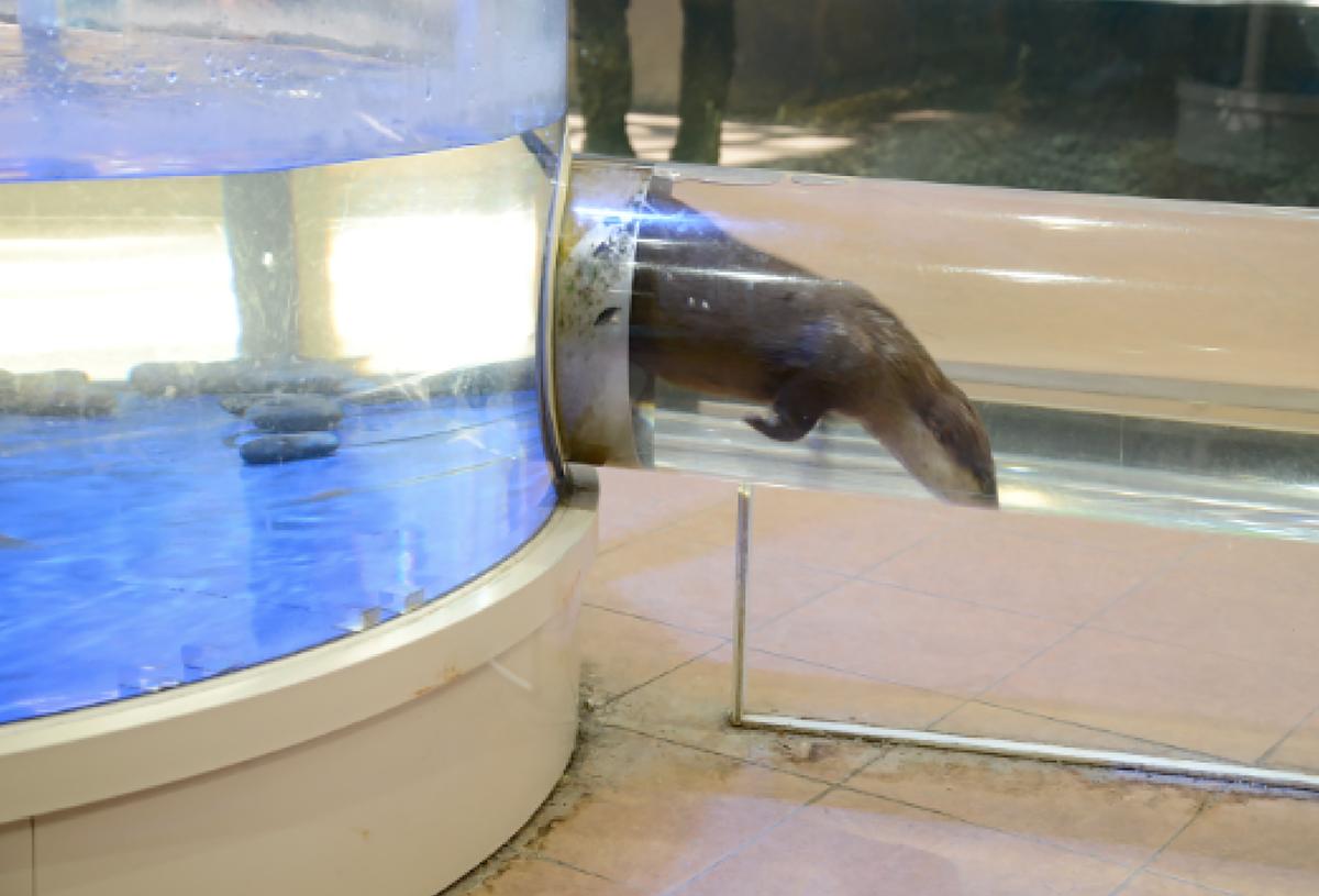 福岡市動物園_コツメカワウソ