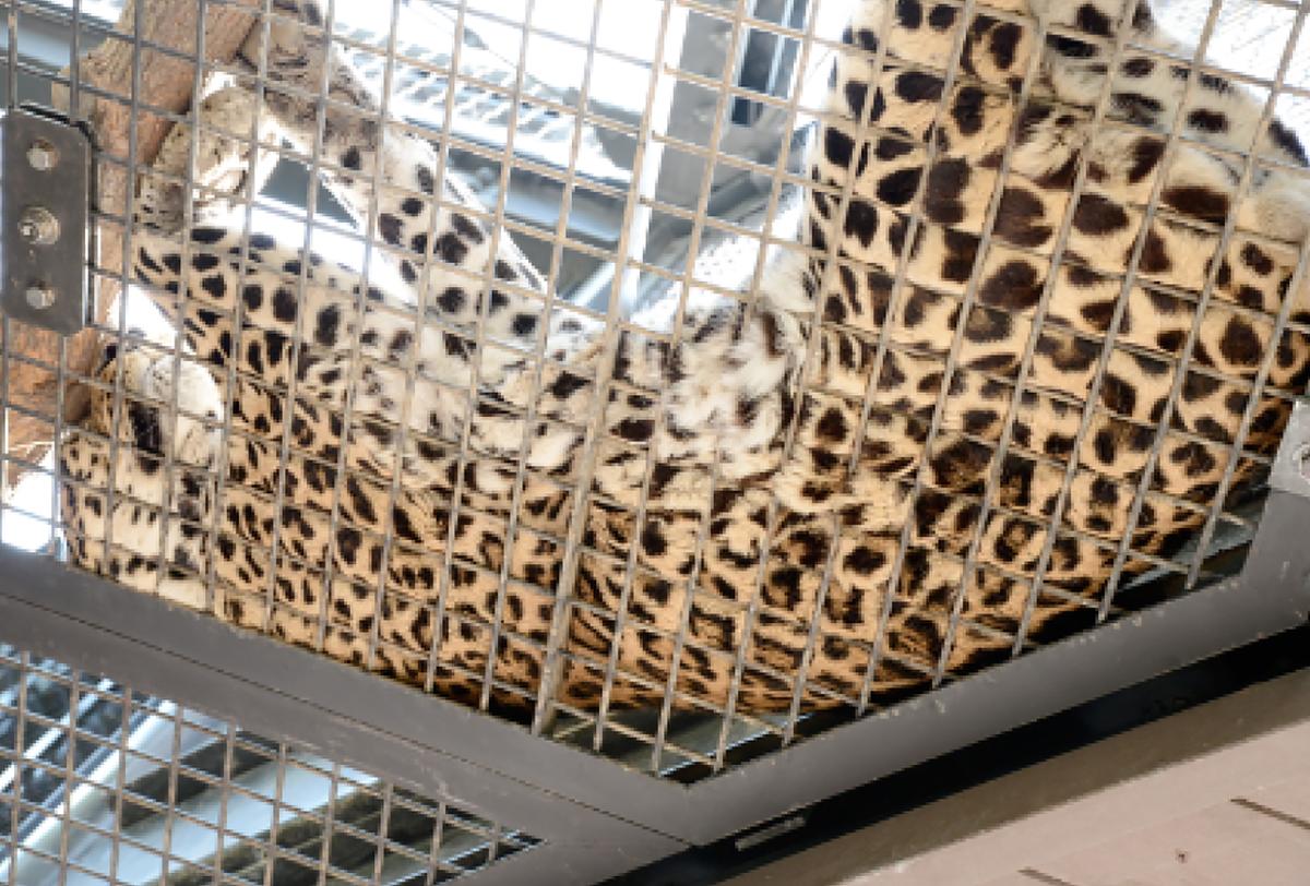 福岡市動物園_ヒョウ