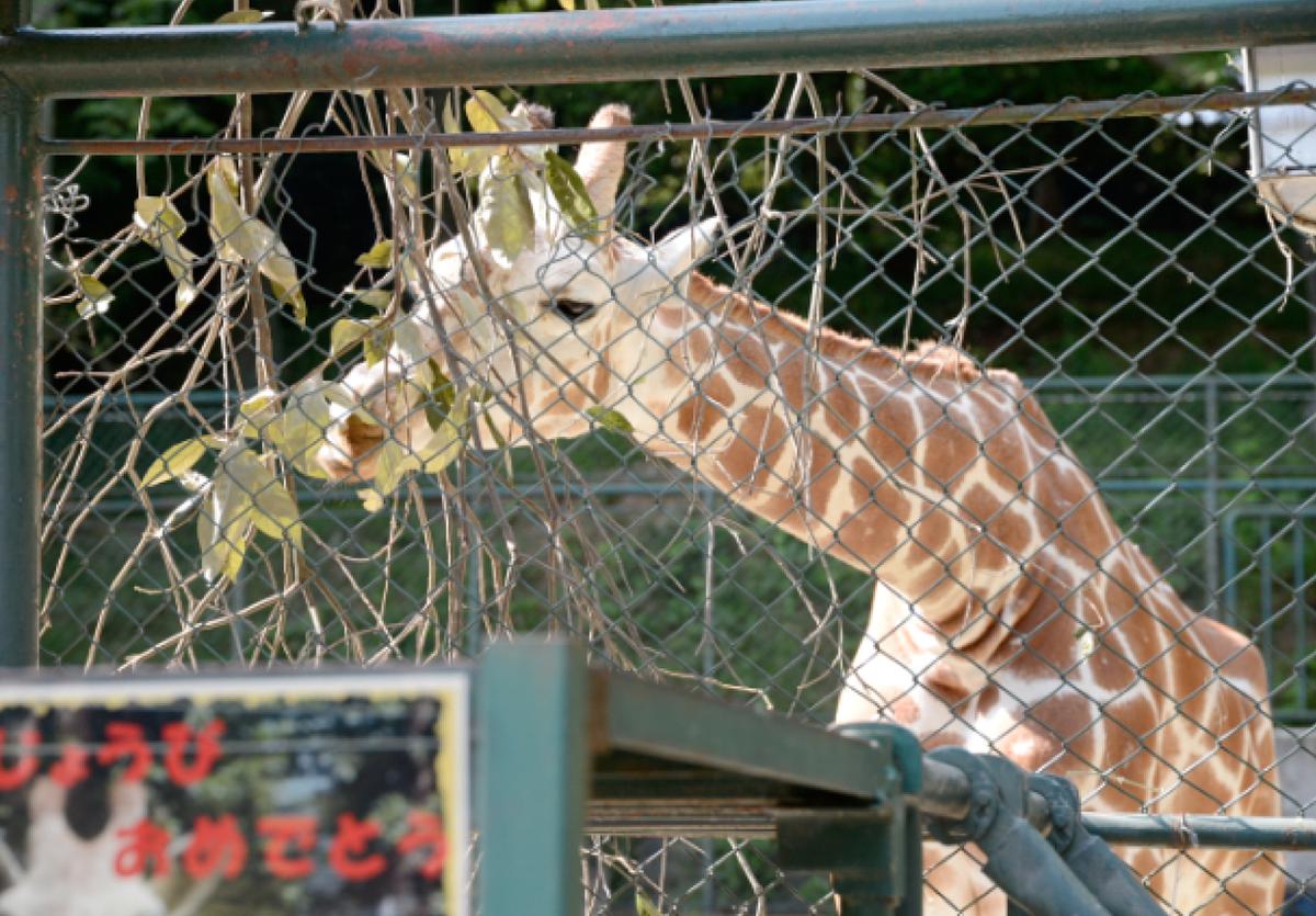福岡市動物園_キリン