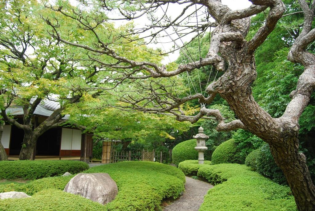 松風園_三葉の松