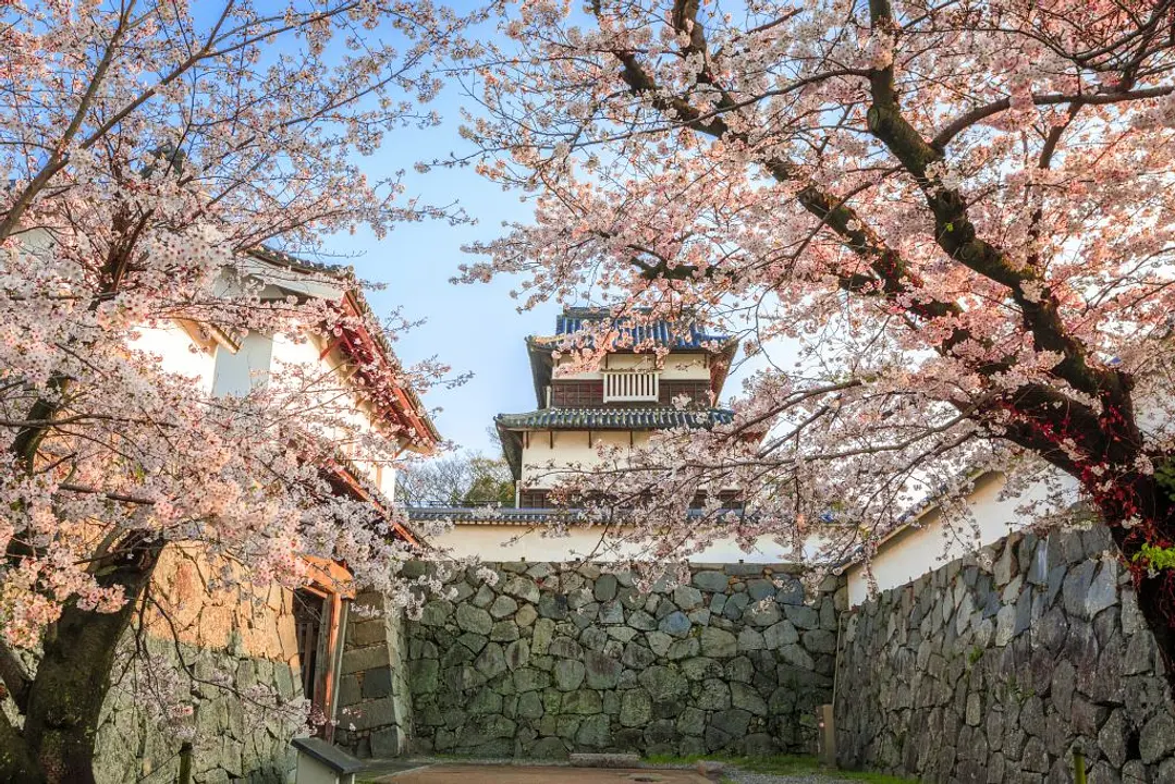 福岡の春特集2 これぞ春の風物詩！福岡の「桜の絶景スポット」をご紹介
